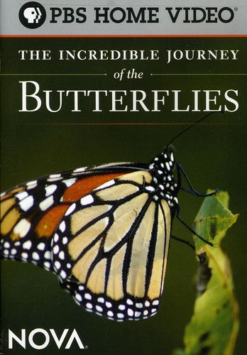 Incredible Journey of Butterflies