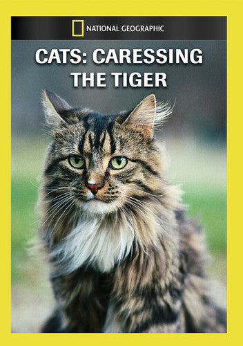 Cats: Caressing the Tiger
