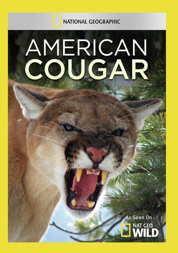 American Cougar