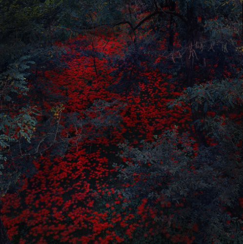 Alex Cobb - Marigold & Cable