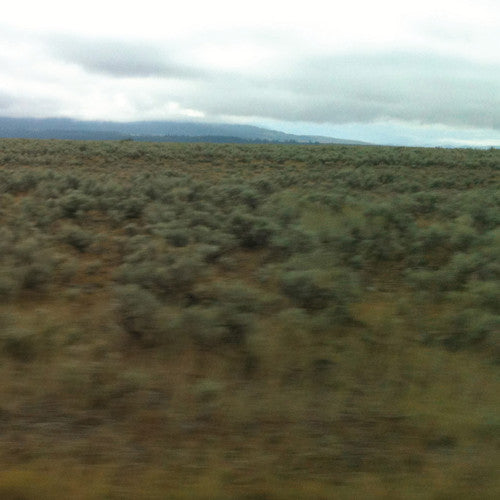 Caroline Says - 50,000,000 Elvis Fans Can't Be Wrong