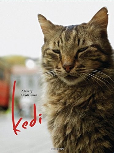Kedi
