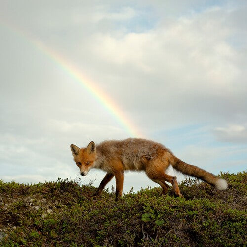 Buck Meek - Buck Meek (Translucent Green Vinyl)