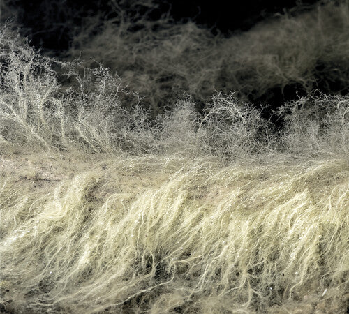 Lyonel Bauchet - Diver