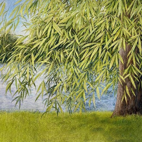 Martin Simpson / Thomm Jutz - Nothing But Green Willow : The Songs Of Mary Sands And Jane Gentry