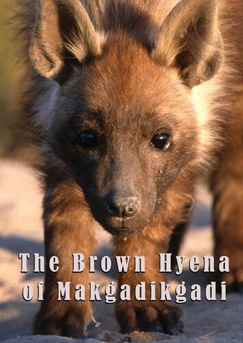 Brown Hyena Of Makgadikgadi