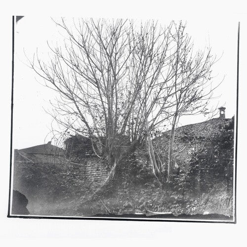 Siavash Amini - Caligo