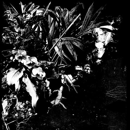 Jef Mertens - Orchid Alto