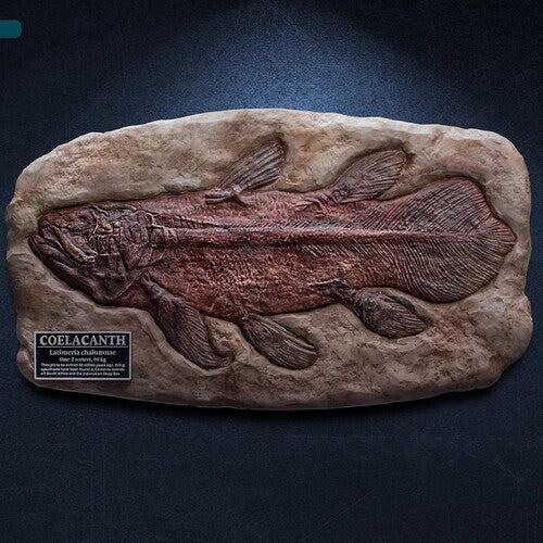 Wonders of the Wild Series - Coelacanth Fossil Replica Statue