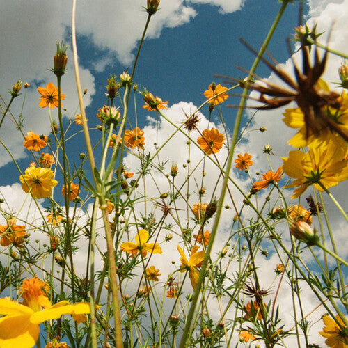 Tasha - You Are Spring! - Yellow