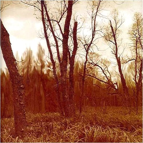 Northwoods Improvisers - Branches