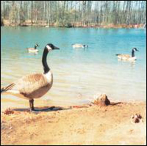 Doldrums - Secret Life of Machines