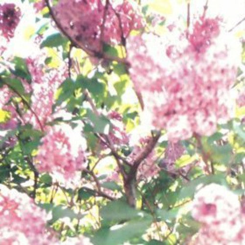 Actual Water - Paisley Orchard