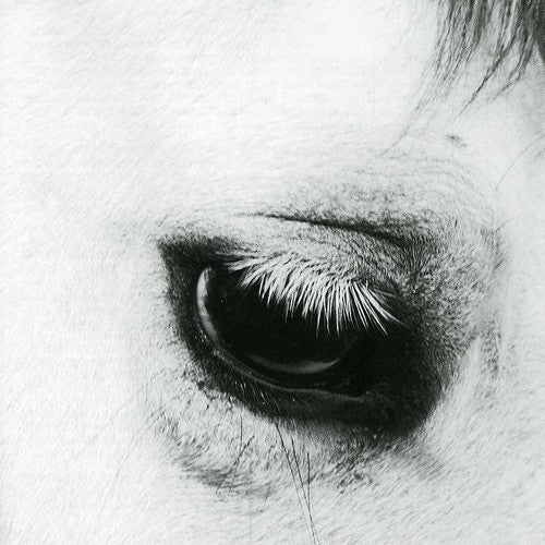 Creepoid - Horse Heaven