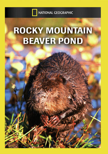 Rocky Mountain Beaver Pond