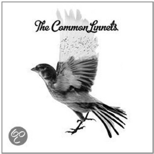 Common Linnets - Common Linnets