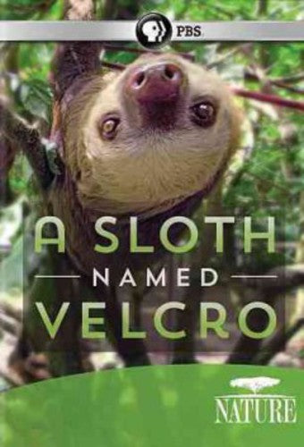 Nature: A Sloth Named Velcro