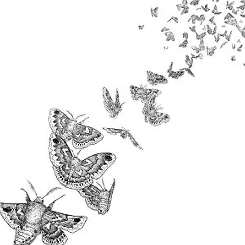 Des Ark - Everything Dies