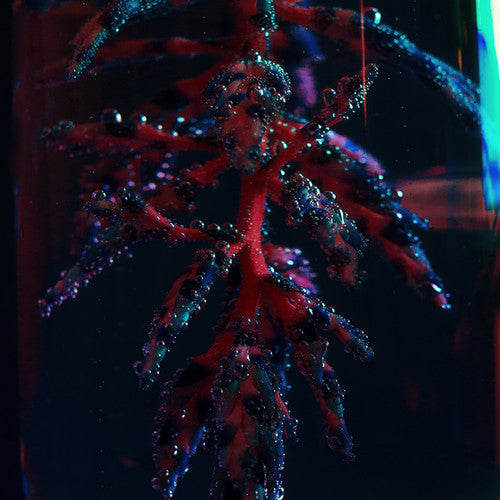 Objekt - Cocoon Crush