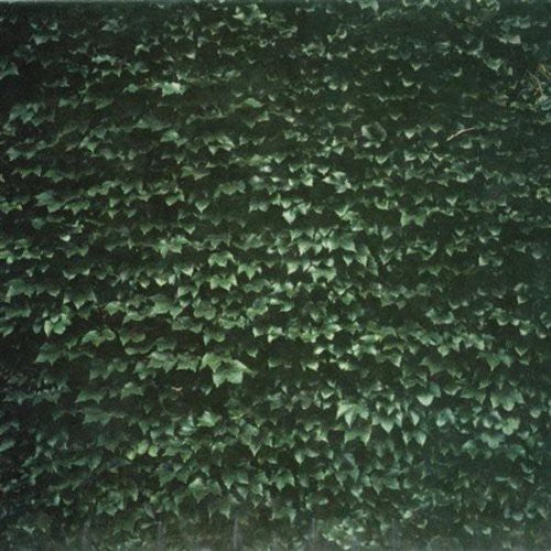 Tarentel - The Order Of Things