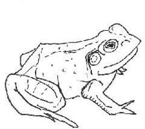Aoife O'Donovan - Bull Frogs Croon (and Other Songs)