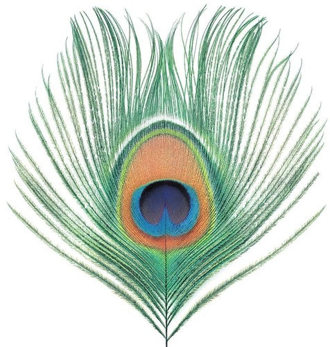 Xtc - Apple Venus 1