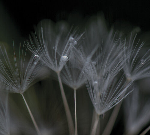 Ian Boddy - Nevermore