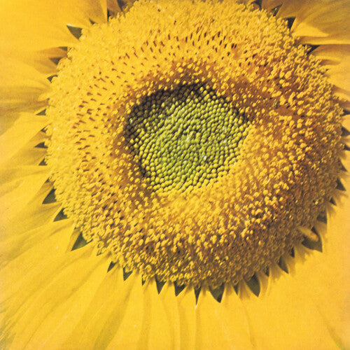 Marvos Valle - Girassol