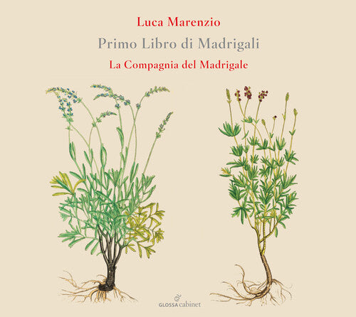 Marenzio/ Compagnia Del Madrigale - Primo Libro Di Madrigali