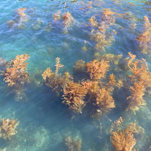 Turn on the Sunlight - Ocean Garden