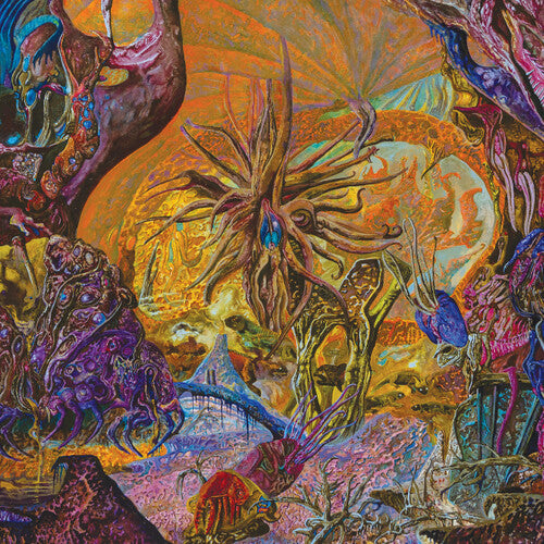 Slimelord - Chytridiomycosis Relinquished - Orange/royal Blue