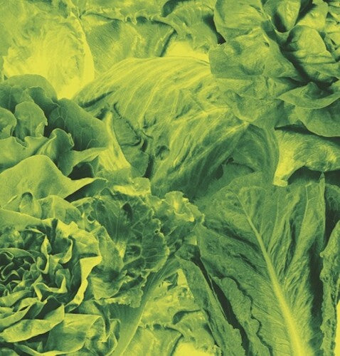 Lettuce - Monorail 3000 B/w Star Children