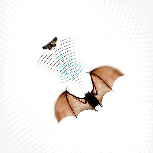 Batsauce - Echolocation - Gray